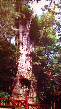 pa230659_thumb.jpg