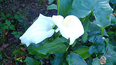 pa230708_thumb.jpg