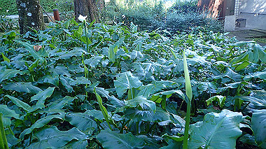 pa230710_thumb.jpg