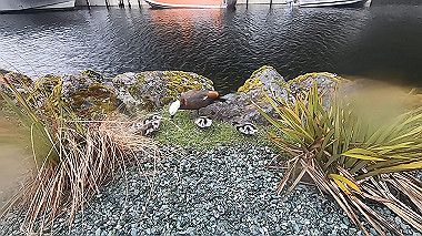 gx019383.mp4_snapshot_02.35_thumb.jpg