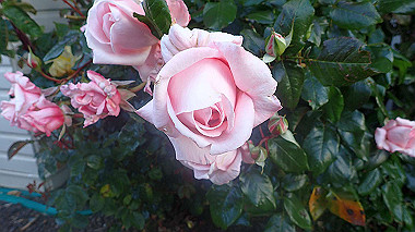 pb230049_thumb.jpg