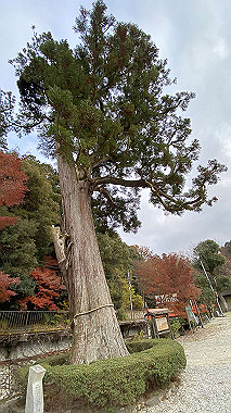 2023-12-06_15-37-02_206_thumb.jpg