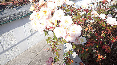 p1290728_thumb.jpg