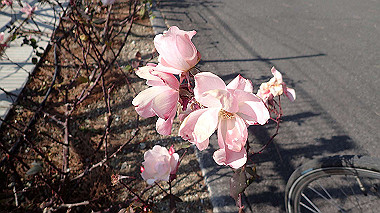 p1290732_thumb.jpg