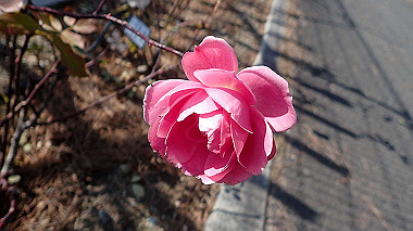 p1290733_thumb.jpg