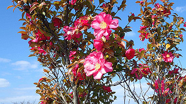 p2030780_thumb.jpg