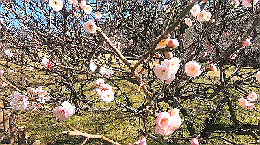 gx010441.mp4_snapshot_00.01_thumb.jpg
