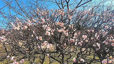 gx010441.mp4_snapshot_00.09_thumb.jpg