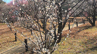gx010442.mp4_snapshot_00.25_thumb.jpg
