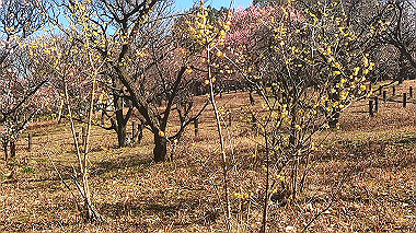 gx010442.mp4_snapshot_00.41_thumb.jpg