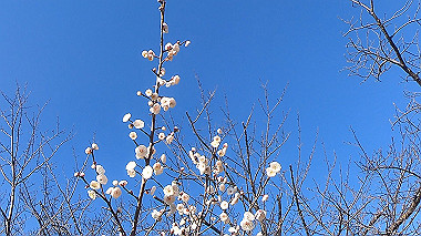 gx010443.mp4_snapshot_00.25_thumb.jpg