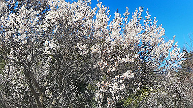 gx010444.mp4_snapshot_00.27_thumb.jpg