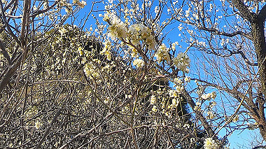 gx010445.mp4_snapshot_00.03_thumb.jpg