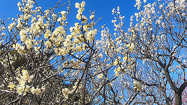gx010445.mp4_snapshot_00.15_thumb.jpg