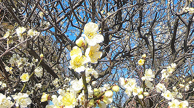 gx010445.mp4_snapshot_00.40_thumb.jpg
