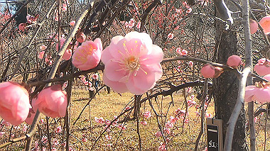 gx010446.mp4_snapshot_00.26_thumb.jpg