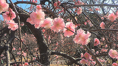 gx010446.mp4_snapshot_00.32_thumb.jpg