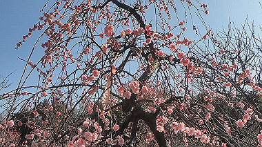 gx010446.mp4_snapshot_00.39_thumb.jpg