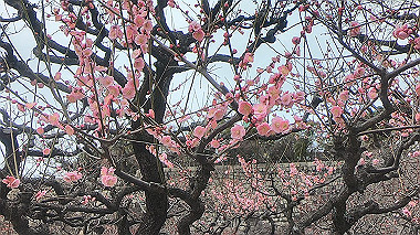 gx010481.mp4_snapshot_00.00_thumb.jpg