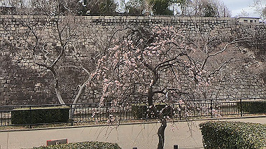 gx010481.mp4_snapshot_00.26_thumb.jpg