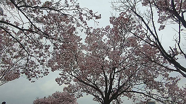 gx010693.mp4_snapshot_00.28_thumb.jpg