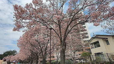 gx010725.mp4_snapshot_01.04_thumb.jpg