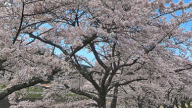 gx010822.mp4_snapshot_00.24_thumb.jpg