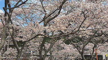gx010822.mp4_snapshot_01.48_thumb.jpg