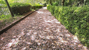 gx011066.mp4_snapshot_00.27_thumb.jpg