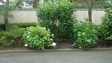 p5270402_thumb.jpg