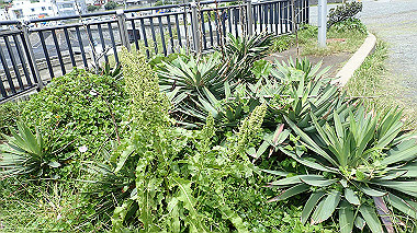 p5290484_thumb.jpg