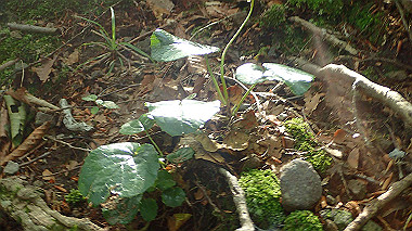 p7190130_thumb.jpg