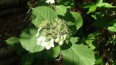 p7190134_thumb.jpg
