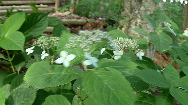 p7190139_thumb.jpg