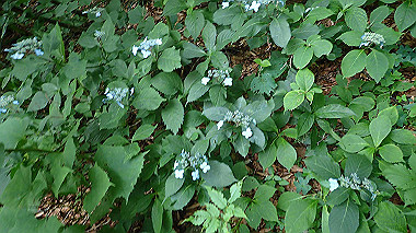 p7190157_thumb.jpg