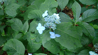p7190158_thumb.jpg