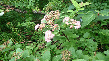 p7190191_thumb.jpg