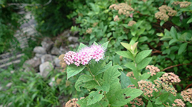 p7190193_thumb.jpg