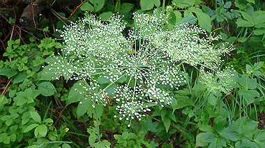 p7190199_thumb.jpg