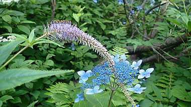 p7190210_thumb.jpg