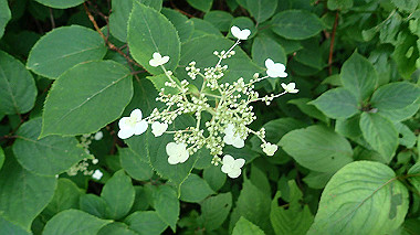p7190211_thumb.jpg
