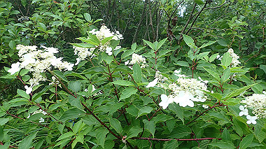 p7190212_thumb.jpg