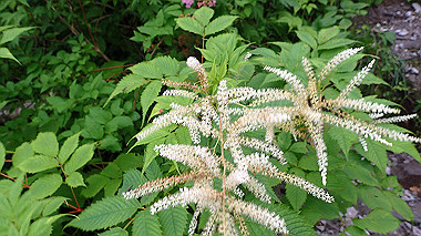 p7190213_thumb.jpg