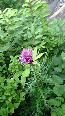 p7190214_thumb.jpg