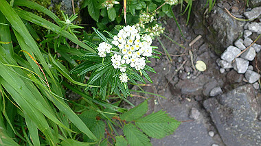 p7190220_thumb.jpg