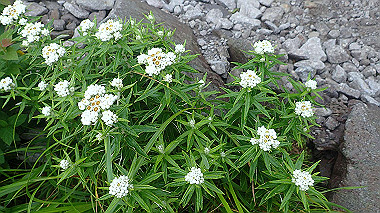 p7190245_thumb.jpg