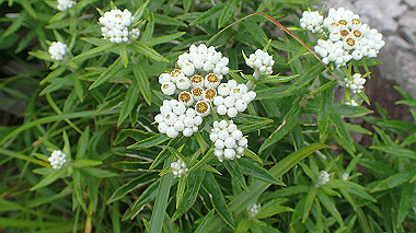 p7190246_thumb.jpg