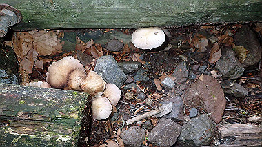 p7190261_thumb.jpg