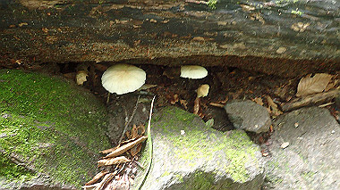 p7190263_thumb.jpg