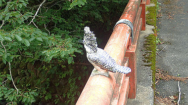 p7200424_thumb.jpg